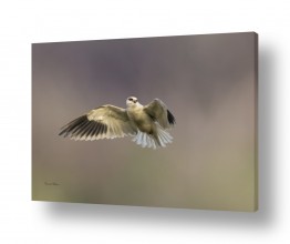 בעלי חיים - חיות עופות | הרפרוף