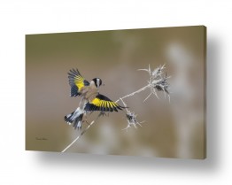 בעלי חיים - חיות עופות | מעוף צבעוני