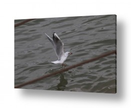 דן ששתיאל דן ששתיאל - צלם מיוחד - בעלי כנף | שחף על המים