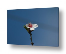 דן ששתיאל דן ששתיאל - צלם מיוחד - שמים | פרח השקדייה אל מול השמים
