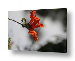 תמונות טבע תקריב מאקרו | פרח