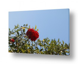 דן ששתיאל דן ששתיאל - צלם מיוחד - פרח | ורד אל מול שמים