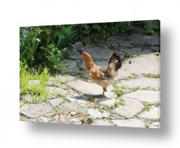 דן ששתיאל דן ששתיאל - צלם מיוחד - תרנגולות | תרנגולת