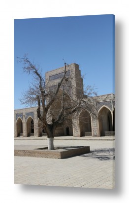 דן ששתיאל הגלרייה שלי | עץ בודד ברחבה