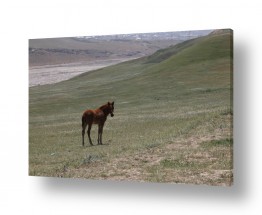 דן ששתיאל הגלרייה שלי | סוס יפה