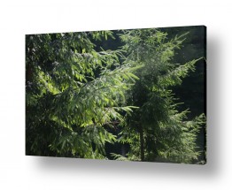 דן ששתיאל דן ששתיאל - צלם מיוחד - עץ | ענפים ירוקים