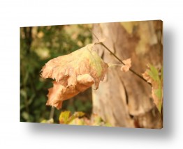 עלה שלכת - יצירה מאת דן ששתיאל