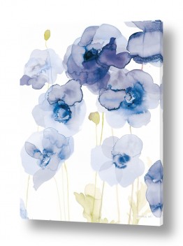 פרחים פרגים | פרגים עדינים בכחול
