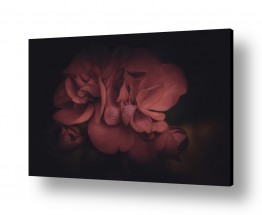 צילומים דקל בר | פרח פראי