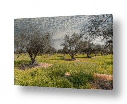 כפרי מסלול | שביל עצי הזית