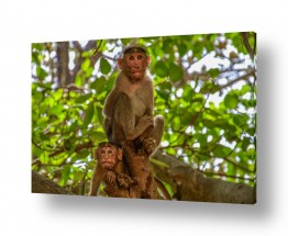 יונקים קופים | אי הקופים