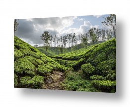אסיה הודו | תמונות במבצע | שדות התה