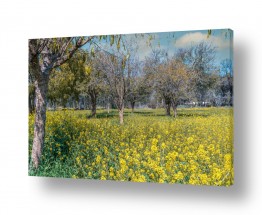 תמונות לפי נושאים בשדה | עצים בשדה צהוב