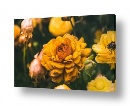 תמונות טבע תקריב מאקרו | פרחים צהובים
