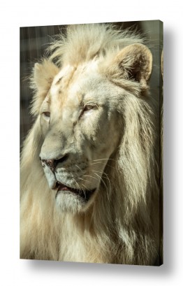 תמונות לפי נושאים מלך | אריה לבקן