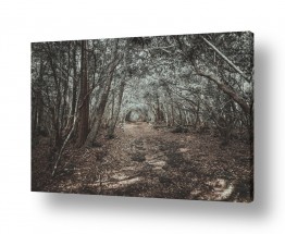 צילומים דקל בר | שער ביער