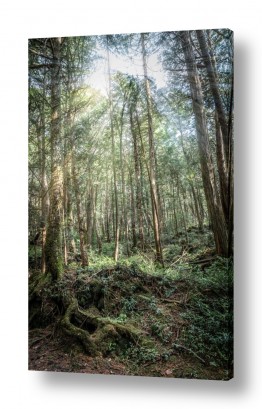 תמונות לפי נושאים דק | קרני האור באמצע היער