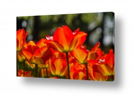 תמונות לפי נושאים tulip | אורות אדומים