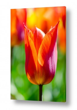 תמונות לפי נושאים tulip | לוהט