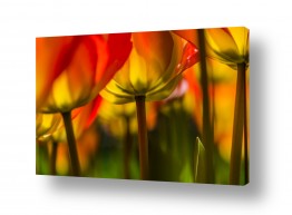 פרחים טוליפ | יער צבעוני