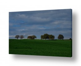 תמונות לצימרים | עצים בשדה ירוק