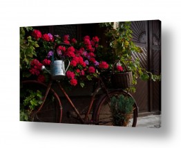 פרחים ורודים ורוד | משפך ואופניים