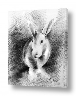 ציורים ציורים של בעלי חיים | רישום ארנב
