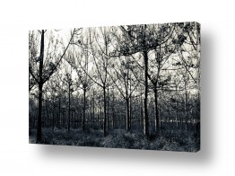 צילומים צילומים שחור לבן | עצים