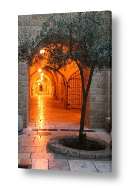ערים בישראל ירושלים | עץ הזית
