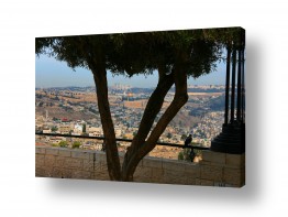 אלי נגר אלי נגר - צילום ,ירושלים ,ישראלי,דתי,ניו יורק - עצים | ארמון הנציב