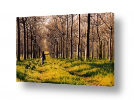 תמונות לפי נושאים דשא | יער