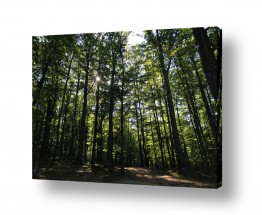 תמונות לפי נושאים צמרת | יער