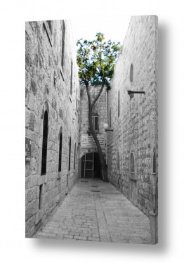 מדבקות קיר מדבקות קיר ירושלים | עץ
