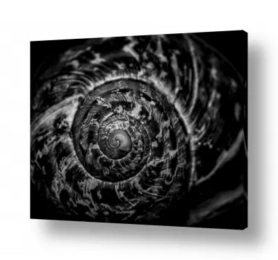 נושאים בעלי חיים - חיות | Spirals in Nature