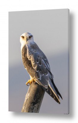 עופות עופות דורסים | דאה שחורת כתף