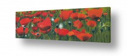 אסתר טל אסתר טל - ציורי שמן ריאליסטיים - פרחים אדומים | שדה פרגים