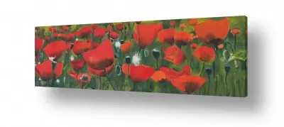 פרחים פרחים לפי צבעים | שדה פרגים