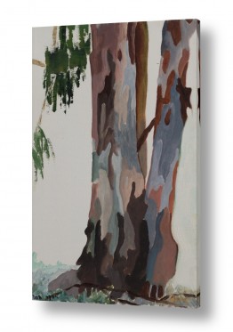 אסתר טל אסתר טל - ציורי שמן ריאליסטיים - עץ | אקליפטוס