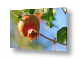 פירות רימון | מלכת הפירות