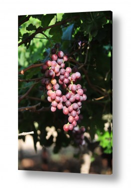 פירות ענבים | אשכול ארגמן