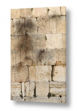פני אלימלך פני אלימלך - פני נוצרת ויוצרת רגעים בצילומיה - ירושלים | הכותל 1