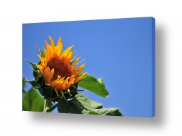 פרחים חמניה | חמניות פרח השמש 1