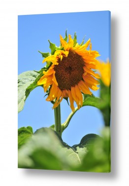 פרחים וטבע חמניות השמש | חמניות פרח השמש 2
