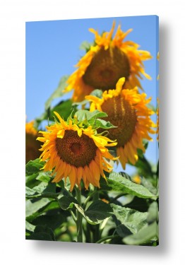 צילומים צילום תקריב | חמניות פרח השמש 3