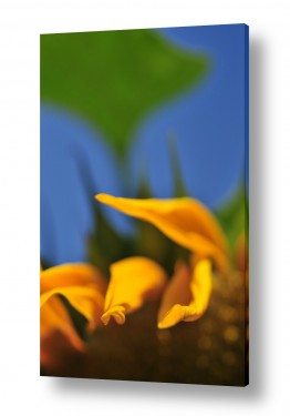 פרחים חמניה | להבות 1