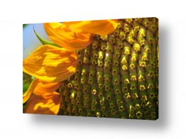 פרחים וטבע חמניות השמש | חמניה במרחק נגיעה 1