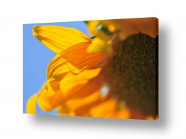 פרחים וטבע חמניות השמש | חמניה במרחק נגיעה 2