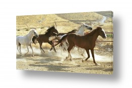 יונקים סוסים | דהירה