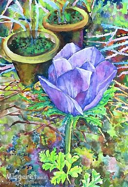 כלנית סגולה