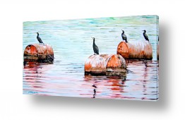 עוף עוף מים | עגורים על חביות במים
